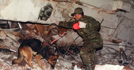 Собаке, спасшей 3-летнюю девочку из-под завалов в Турции, поставят памятник