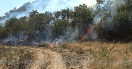 Пожар в горной местности в Огузе потушен