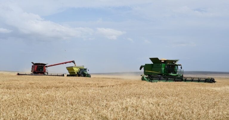 В агропарках Азербайджана в этом году произведено более 152 тыс. тонн пшеницы