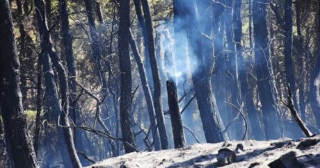 В Турции с начала года потушено более 1,8 тыс. лесных пожаров