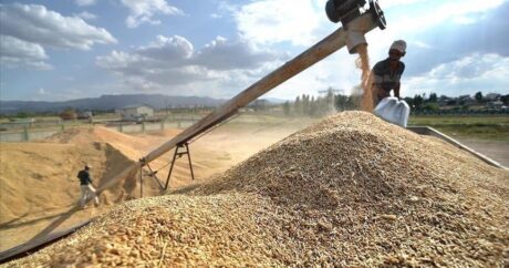 Турция планирует довести экспорт зернобобовых и масличных до $13 млрд