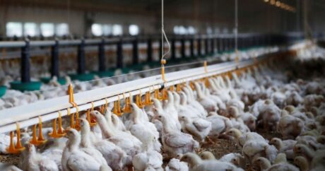 Азербайджан ввел ограничения на ввоз птицеводческой продукции из двух стран