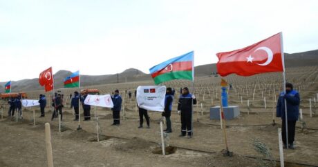 В Азербайджане 11 ноября будет посажено 111 111 деревьев