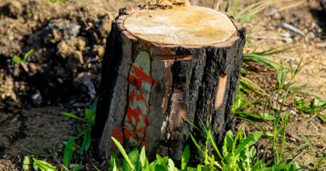 В Балакене незаконная вырубка деревьев нанесла урон на 15,6 тыс. манатов