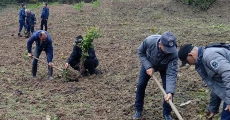 В Азербайджане с начала года посажено 1,5 млн деревьев