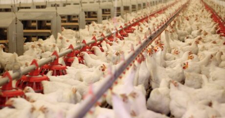Азербайджан ограничил ввоз мяса курицы из ряда областей четырех стран
