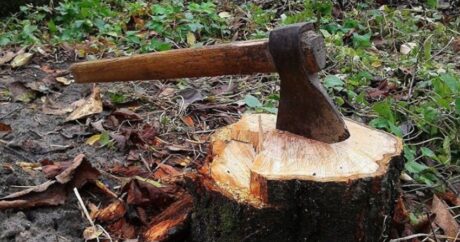 Возбуждены уголовные дела по фактам незаконных вырубок деревьев