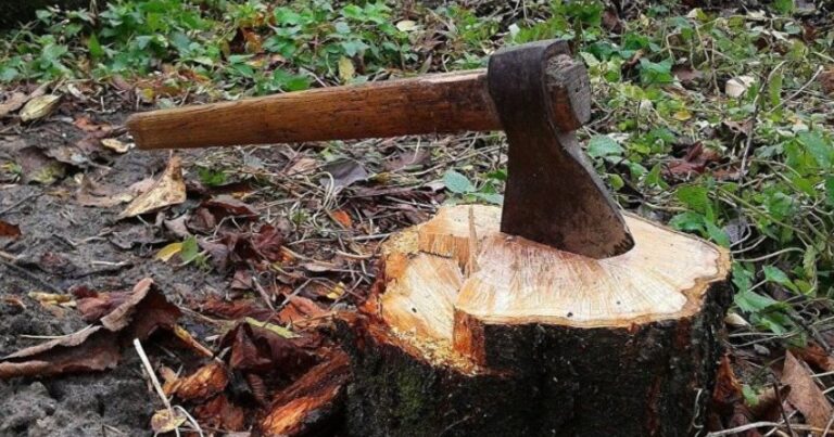 Возбуждены уголовные дела по фактам незаконных вырубок деревьев