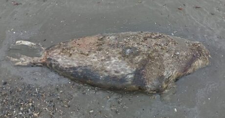 В азербайджанском секторе Каспия обнаружены туши еще 4 тюленей