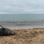 В азербайджанском секторе Каспия обнаружены туши тюленей