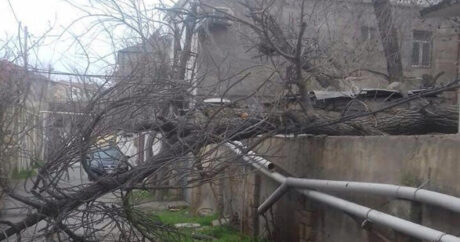 Сильный ветер в Баку повалил 15 деревьев