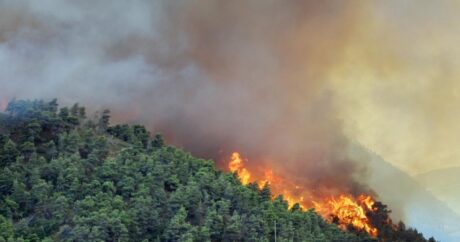 В прошлом году в Азербайджане сгорело около 40 гектаров леса