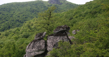 Гирканские леса будут внесены в список наследия ЮНЕСКО