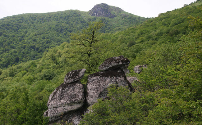 Гирканские леса будут внесены в список наследия ЮНЕСКО