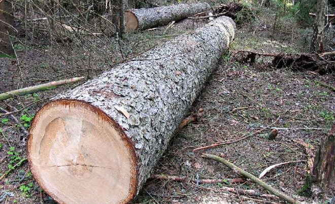 Возбуждены уголовные дела за незаконную вырубку деревьев в 4 районах Азербайджана