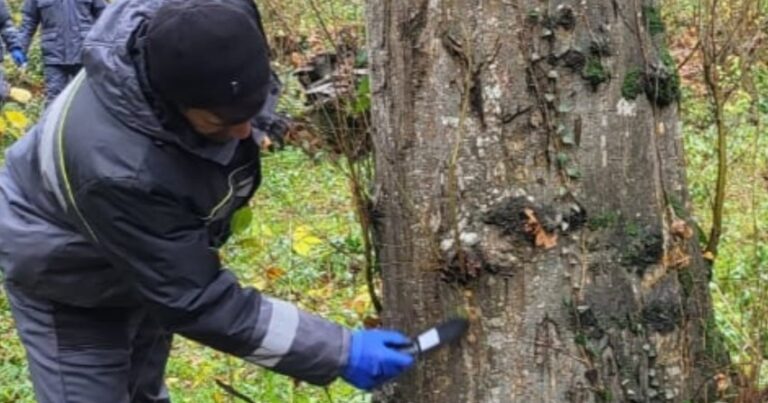 Мороз уничтожил насекомых-вредителей на деревьях в Азербайджане
