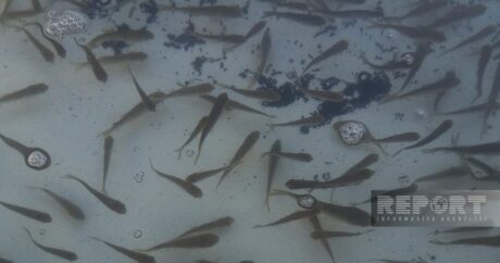 В Масаллы в реку Виляш выпустили 87 тысяч мальков рыб