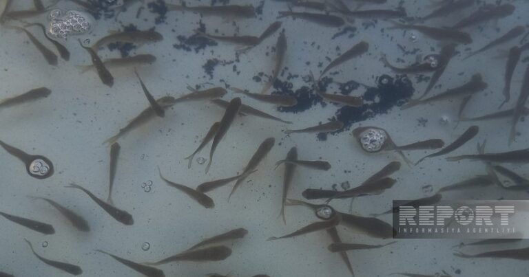 В Масаллы в реку Виляш выпустили 87 тысяч мальков рыб