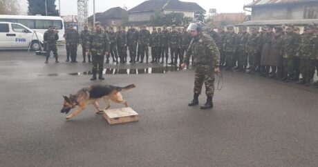 Азербайджан привлек к спасательным работам в Турции 8 специально обученных собак