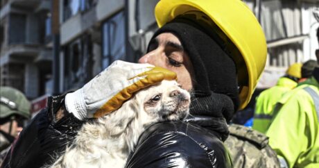 В Хатае собака помогла спасти женщину спустя 103 часа после бедствия