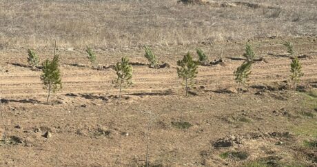 Саженцы из Джебраила будут использоваться для создания лесов на освобожденных территориях