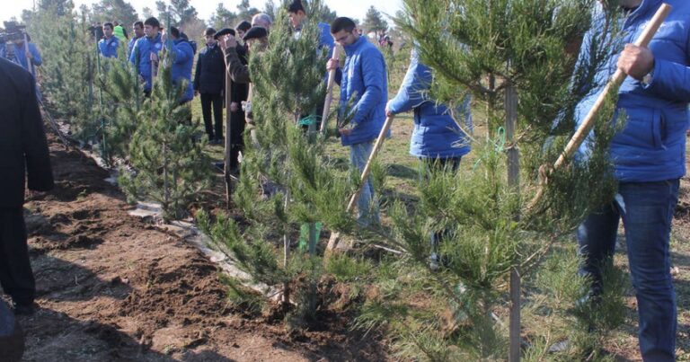 В честь 100-летия со дня рождения общенационального лидера Азербайджана будут высажены три млн деревьев