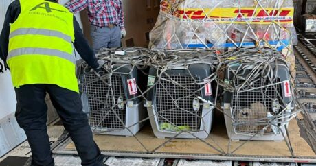 США передал Азербайджану еще 5 собак-миноискателей