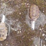 В Лачине обнаружены боеприпасы