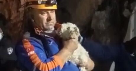 В Хатае на 25-й день землетрясений из-под завалов спасли собаку