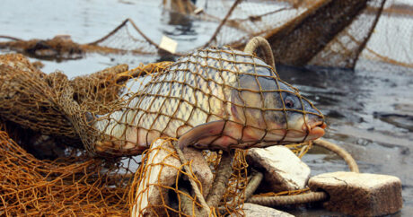 Запрещен промышленный лов рыбы во внутренних водоемах