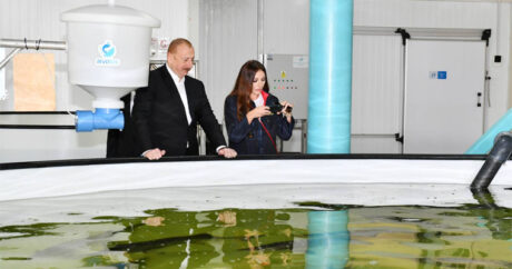 Ильхам Алиев и Мехрибан Алиева ознакомились с условиями, созданными в хозяйстве по разведению осетровых рыб