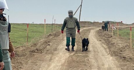 США передали Азербайджану еще 5 собак-миноискателей