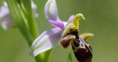 В Зангилане выявлены два новых вида цветка «харыбюльбюль»