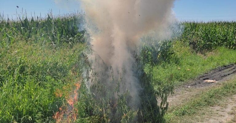 В Загатале уничтожено 1,7 тонны наркосодержащих растений