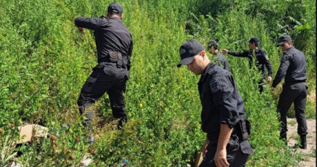 СГБ и МВД провели рейд в Лачыне, уничтожено 2,3 тонны растений конопли