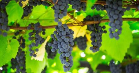 Объем производства винограда в Узбекистане увеличился на 2,7%