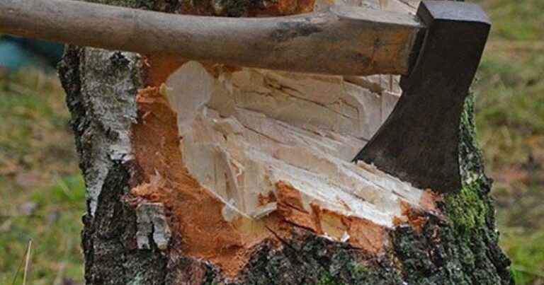Возбуждены уголовные дела по фактам незаконной вырубки деревьев