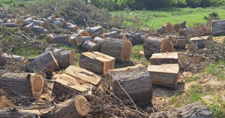 В Зардабе задержаны лица, вырубившие деревья