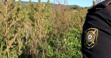 В Шушинском районе обнаружена плантация конопли