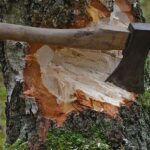 Возбуждены уголовные дела по фактам незаконной вырубки деревьев