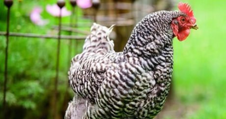 Введены ограничения на импорт продукции птицеводства из ряда стран в Азербайджан