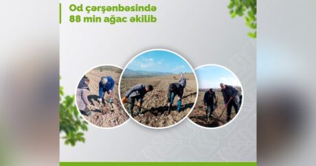 Сегодня в Азербайджане посажено свыше 88 тыс. деревьев