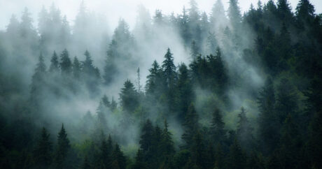 Найден старейший окаменелый лес Земли