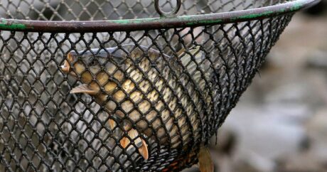Введен мораторий на промышленный вылов рыбы во внутренних водоемах