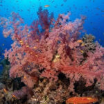Потепление океанов приводит к обесцвечиванию кораллов