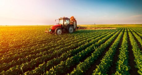 Сельхозпроизводство в Азербайджане выросло почти на 2%