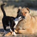 Готовится новый законопроект «Об ответственном обращении с животными»