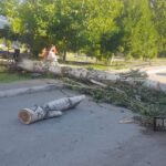 Сильный ветер повалил деревья в Мингячевире
