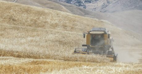 В Азербайджане аграрный сектор вырос на 3%