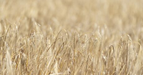 В Азербайджане на 85% зерновых полей завершена уборка урожая